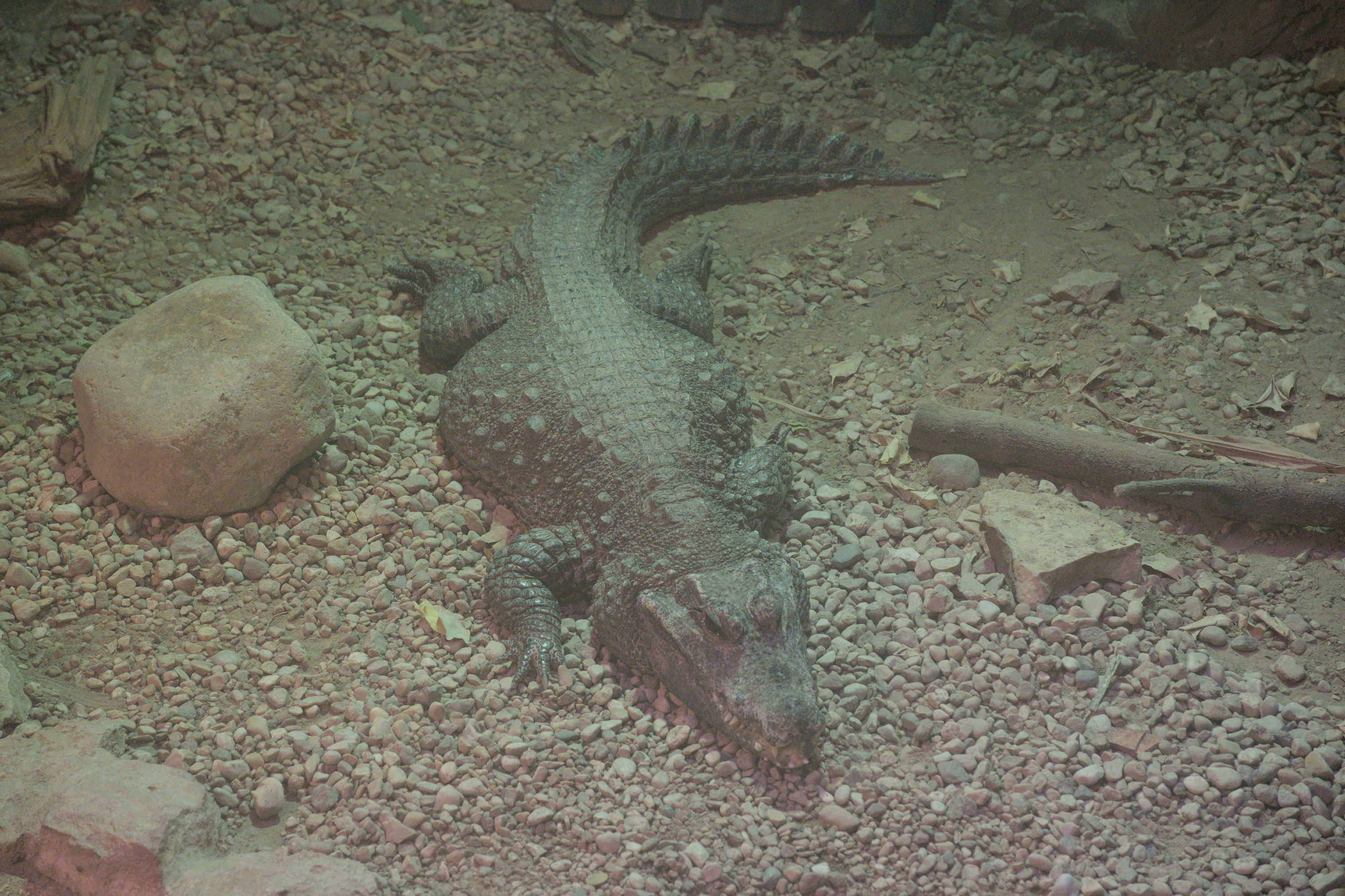 2025/10/12 - zoo/DSC_0151.jpg